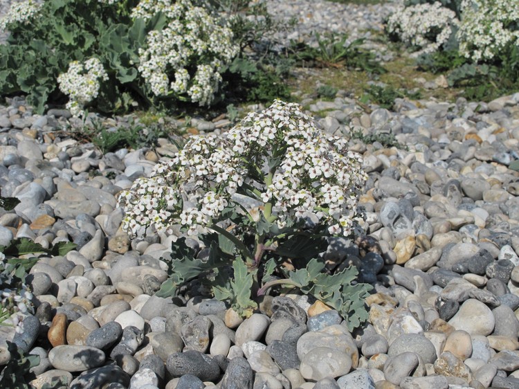 Crambe maritima